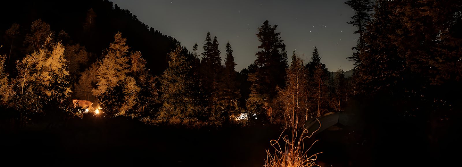 Nächtlicher Wald, von einem Feuer golden beleuchtet